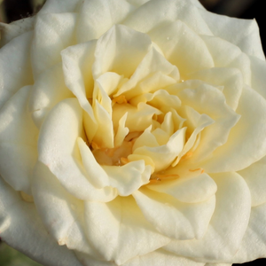 Поръчка на рози - мини родословни рози - бял - Pоза Лейди от светлата луна - дискретен аромат - Бари § Даун Иг - Идеална за декорация на ъгли.Богат клъстерен цвят.